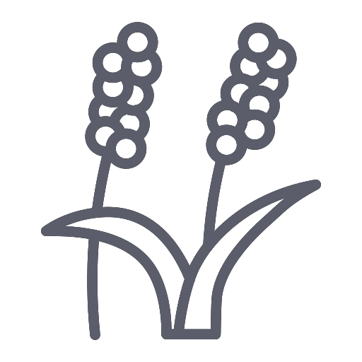 sampangi naturals pulses